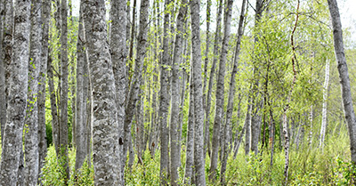 forest of alder trees